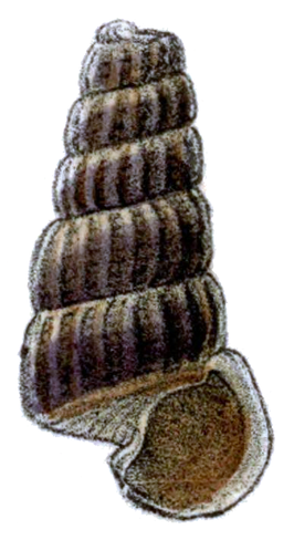 Cerithidea decollata