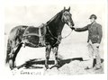 Der Mustang Comanche, das Pferd, das Captain Miles Keogh bis zu seinem Tod in der Schlacht ritt (um 1880)