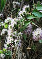 Combretum pilosum