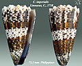 Conus imperialis Linnaeus, C., 1758