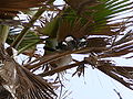 Schwarzschwanz-Lärmvogel Western Grey Plantain-eater