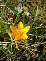 Crocus ancyrensis close-up