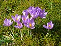 Crocus etruscus 'Zwanenburg'