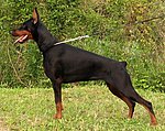 A female Doberman with a docked tail and natural ears