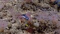 Seeanemone frisst einen Fisch