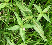 An individual with narrower leaves