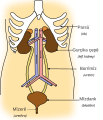 כורדית כורמנג׳ית (SVG)