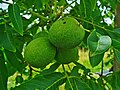 Fruits of a non-infected tree