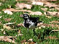 Magpie Lark game enough to catch moths right in front of me.