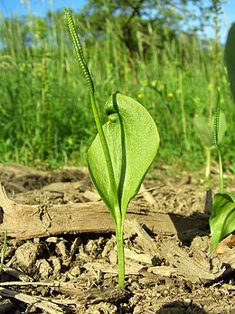 Közönséges kígyónyelv (Ophioglossum vulgatum)