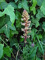 Orobanche hederae