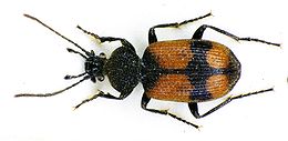 Nagy keresztesfutrinka (Panagaeus cruxmajor)