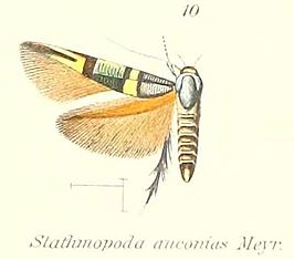 Stathmopoda anconias