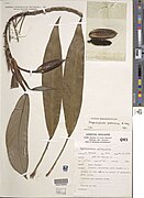 Herbarium specimen