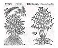 Tabernaemontanus 1588