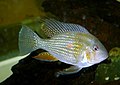 Acarichthys heckelii