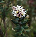 Acrothamnus sauveolens