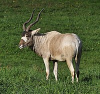 Addax