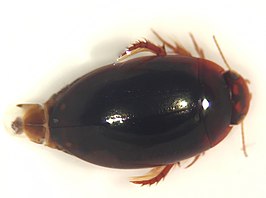 Agabus punctatus