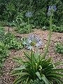 Agapanthus praecox