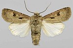 Agrotis exclamationis – Specimen