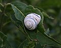 Gerippte Bänderschnecke (Cepaea vindobonensis)