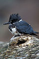 Belted Kingfisher