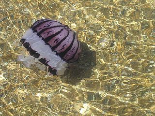 Yaygın olarak mor çizgili jöle olarak bilinen Chrysaora colorata (Russell), esas olarak Kaliforniya kıyılarında Bodega Körfezi'nden San Diego'ya kadar var olan bir denizanası türüdür.