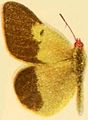 C. w. separata