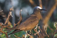 Common Noddy