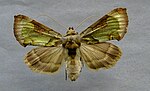 Diachrysia zosimi – Specimen