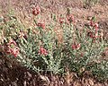 Gaura coccinea