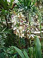 Phaius tankervilleae