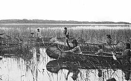 Oogst van manoomin (wilde rijst) in het Grote Merengebied, ca. 1905