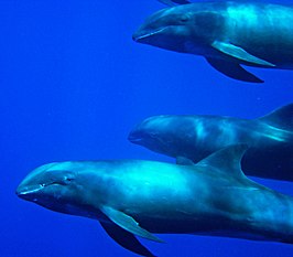 Pacific Remote Islands Marine National Monument