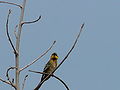 Zwergspint Little Bee-eater