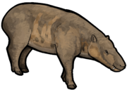 Microbunodon sp