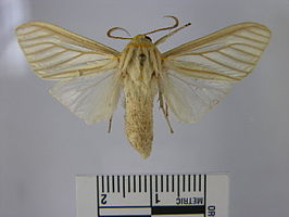 Munona iridescens