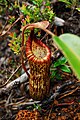 ? N. justinae × N. peltata (upper pitcher)