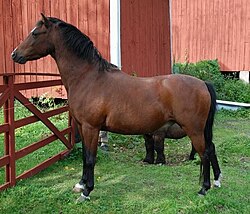 British Riding Pony-Wallach