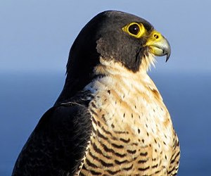 Ενήλικος πετρίτης (Falco peregrinus)