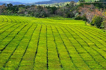 Arjantin'in kuzeydoğusunda bulunan ve tropik bir iklime sahip olan Corrientes eyaletinde bulunan çay tarlası