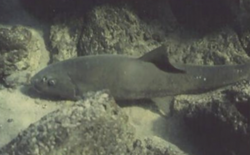 An adult Sacramento sucker hides surrounding rocks