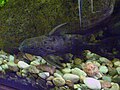 Synodontis ocellifer