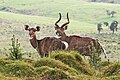 Bergnyalas im Nationalpark