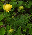 5043 Røyrvik Ballblom Trollius europaeus