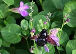 X. sonorina in a field of Chinese violet (Asystasia gangetica)