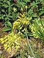 Allium flavum