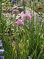 Allium lusitanicum