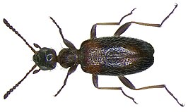 Anthicus crinitus